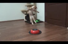 Kociak walczy z robotem czyszczącym