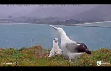 Royal Albatross KARMIENIE Malucha - New Zealand