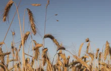 Czerń zbóż: coroczna plaga na polach!