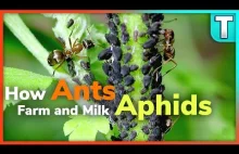 How Ants Farm and Milk Aphids | Stories from Nature