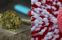 Sperma regularnych użytkowników marihuany może zawierać THC