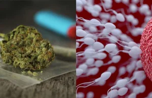 Sperma regularnych użytkowników marihuany może zawierać THC