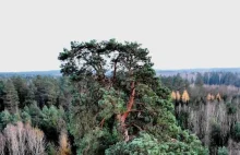 Ma ponad 300 lat i 40 metrów wysokości, walczy o tytuł Drzewa Roku