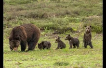 Grizli i jej 4 młode żyjące sobie w Parku Narodowym Grand Teton