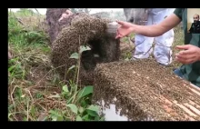 Przeprowadzka dzikiej koloni pszczół mieszkającej w pniu drzewa do nowego domu