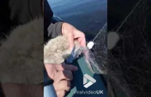 Uwalnianie pisklę łabędzie zaplątanego w sieć rybacką na jeziorze