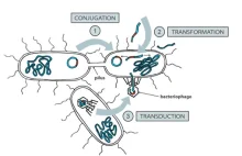 Ewolucyjny sens stosunków „płciowych” bakterii