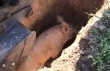 Ratowanie świni za pomocą koparki