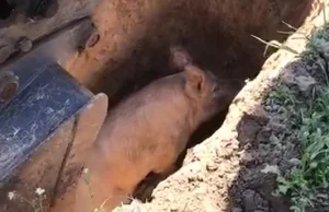 Ratowanie świni za pomocą koparki