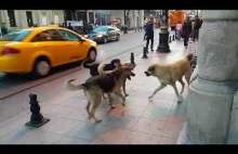 Szczęśliwe pieski Istanbul Turcja