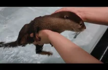 Pierwsza kąpiel dla małej wydry
