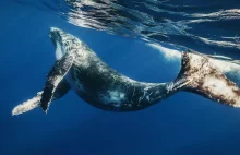 Wieloryb "jak ta lala" | 1,3 mld USD w BTC popłynęło przez sieć...