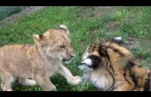 Zabawa małego lwa z małym tygrysem