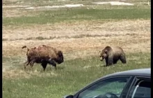 Niedźwiedź grizli zabija młodego bizona w parku Yellowstone