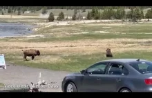 Niedźwiedź zabiera bizona w Parku Narodowym Yellowstone
