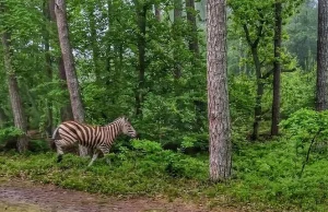 Zebra w lesie Nadleśnictwa Elbląg