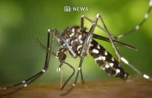 Zmodyfikowane genetycznie komary gotowe do wypuszczenia w USA
