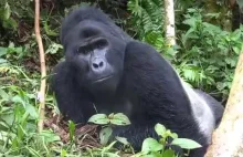 Słynny goryl górski Rafiki nie żyje. Zabili go kłusownicy | Ale Jakie