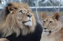 Homoseksualne lwy zgorszyły kenijskiego cenzora