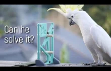 Czy dzikie papugi potrafią rozwiązać zagadki?