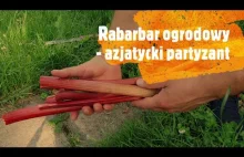 Rabarbar ogrodowy - azjatycki partyzant, czyli bestiariusz warzywny odsł...