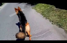 Groźny pies atakuje owczarka niemieckiego