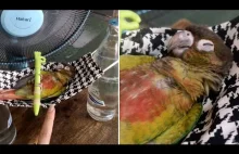 Papuga śpiąca w hamaku zrobiony z maseczki i zawieszonym pomiędzy butelkami