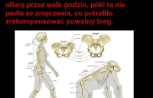 Skutki pionowej postawy ciała