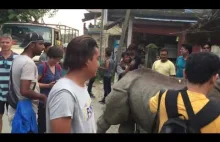 W Nepalu nosorożce często przychodzą na ulice