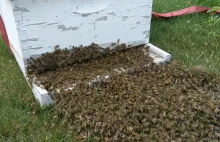 Wprowadzka pszczół do nowego lokum