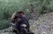 Małpa tuli zrozpaczone dziecko