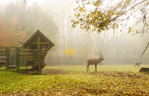 Podlasie na weekend – Dziewczynka z konewką, rysie i nasz camper