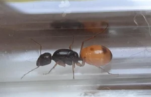 Śląskie: Kwarantanna dla chińskich mrówek. Chcieli je przemycić w zabawce