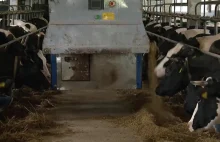 Chore krowy odkryte w ubojni. Akcja policji w dwóch zakładach pod Łodzią