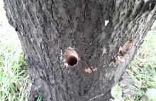 Kraków: Ktoś znowu wywiercił dziury w drzewach