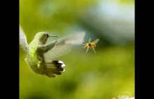 Niesamowite ujęcie kolibra unikającego nadlatującej osy, ukazane w spowolnieniu