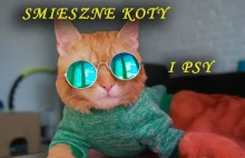 ŚMIESZNE KOTY I PSY - Pies i Kot #śmiesznekoty #funnycats #śmiesznepsy
