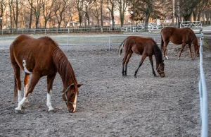 Fatalne warunki koni w Janowie Podlaskim. Wyciekła notatka