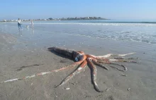 300-kilogramowa kałamarnica olbrzymia na plaży. Niecodzienne odkrycie w Afryce
