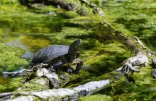 Prawdziwa sensacja! W podkarpackich lasach odkryli piękne żółwie [ZDJĘCIA