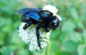 Ogromne czarne pszczoły odkryte na Lubelszczyźnie.