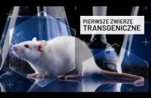 Pierwsze zwierzę transgeniczne (1974) | Krótka historia inżynierii genetycznej