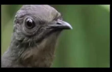 Lirogon - ptak naśladujący David Attenborough - BBC Wildlife