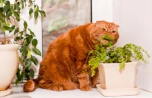 Dziesięć roślin bezpiecznych dla kota