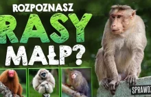 Czy rozpoznasz rasy małp?