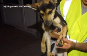 Koniec dramatu zwierząt. Zarzuty i wniosek o areszt dla właściciela...