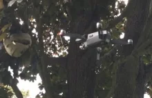 Dron niszczy gniazdo szerszeni