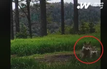 Małe wilki nagrane przez leśników z Wałbrzycha [FILM]