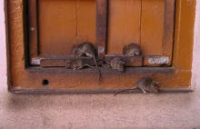 Plaga szczurów w kolejnej dzielnicy Warszawy