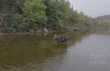 Niesamowite nagranie z drona. Walka łosia z wilkiem